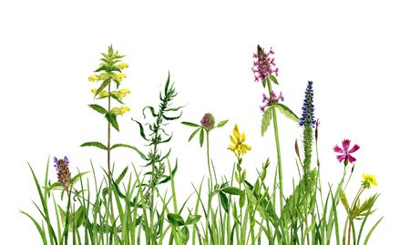 watercolor drawing wild plants with flowers in green grass, painted botanical illustration in vintage style, color floral composition, hand drawn natural backgroundの写真素材