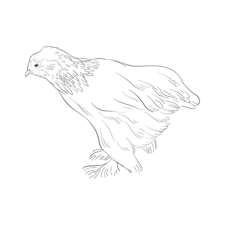 vector sketch of chicken, hen isolated at white backgroundの写真素材