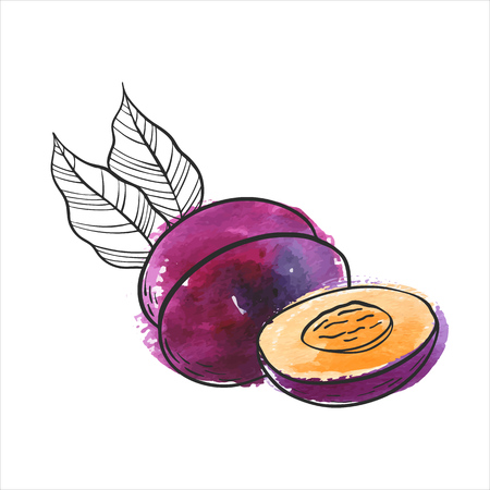 vector drawing plum at purple watercolor backgroundのイラスト素材