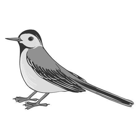 Wagtail bird illustration.のイラスト素材
