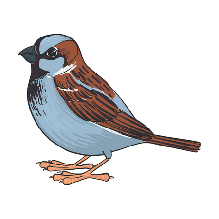 Sparrow, vector bird, hand drawn songbird, isolated vector elementsのイラスト素材