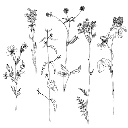 Vector set of ink drawing wild plants, herbs and flowers, monochrome botanical illustration in vintage style, isolated floral element, hand drawn illustrationのイラスト素材