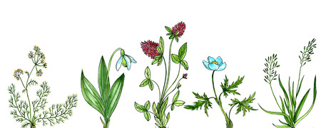 watercolor drawing wild plants, hand drawn color floral backgroundの写真素材
