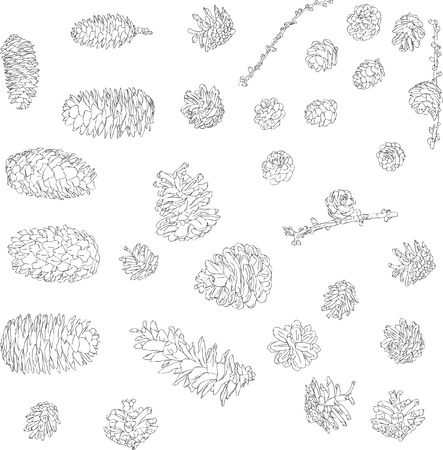 Hand drawn pine cones, isolated vector illustration setのイラスト素材