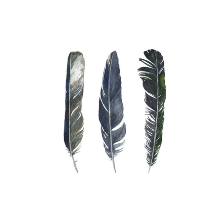 watercolor drawing feathers isolated at white backgroundの写真素材