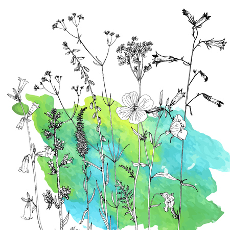 Vector background with drawing wild plants, herbs and flowers and paint stains, botanical illustration, natural floral templateのイラスト素材