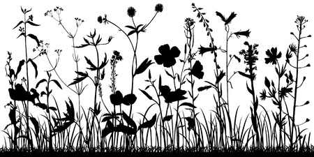 Vector background with silhouette of wild plants, herbs and flowers, botanical illustration, natural floral templateのイラスト素材