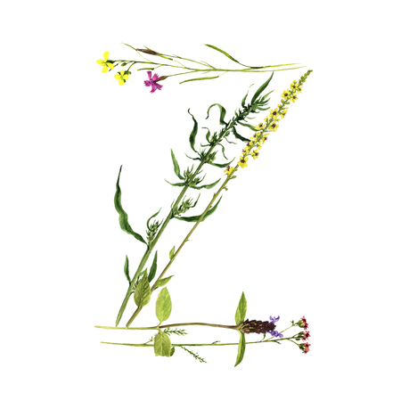watercolor drawing letter Z from wild plants and flowers, floral typeface element, hand drawn nature backgroundの写真素材