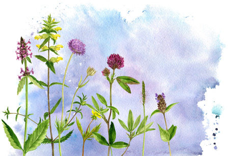watercolor drawing flowers and plantsの写真素材