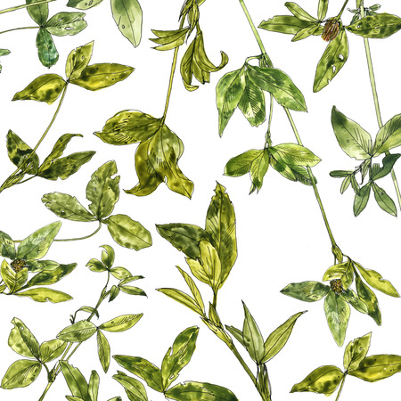 watercolor drawing clover leavesの写真素材