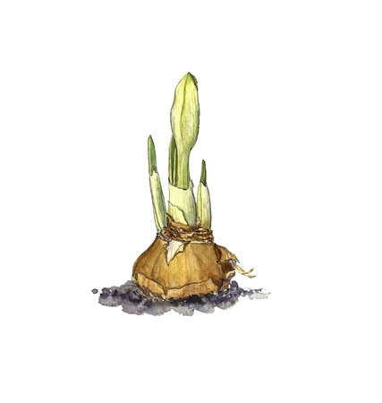 watercolor drawing bulb of narcissusの写真素材