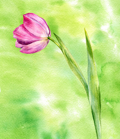 watercolor drawing pink tulipの写真素材