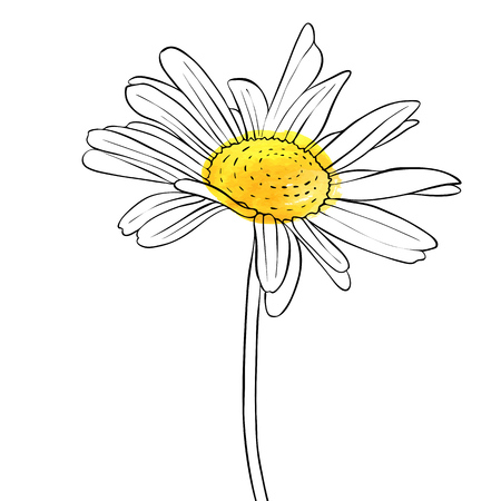 vector drawing flower of daisyのイラスト素材