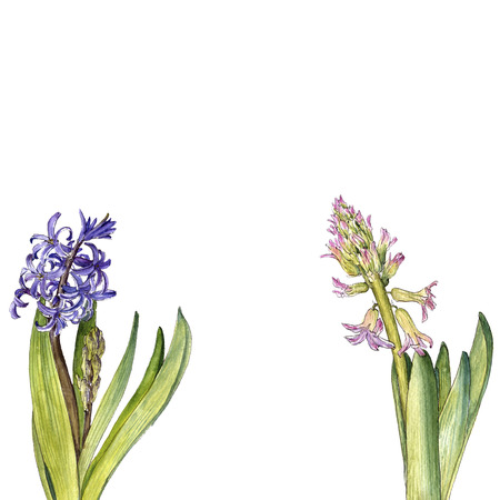 watercolor drawing hyacinth flowerの写真素材