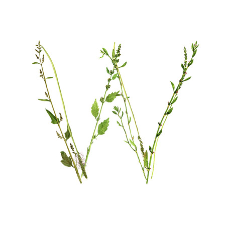 Floral watercolor letter Wの写真素材