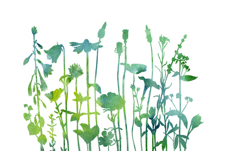 Watercolor background with drawing herbs and flowersの写真素材