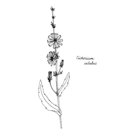 chicory, ink drawing medicinal plant, monochrome botanical illustration in vintage style, isolated floral element, hand drawn illustrationのイラスト素材