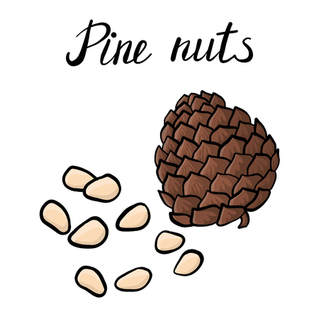 vector drawing pine nutsのイラスト素材