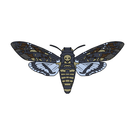 vector drawing butterflyのイラスト素材