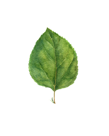 watercolor drawing green leafの写真素材