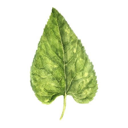 watercolor drawing green leaf