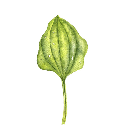 watercolor drawing green leafの写真素材