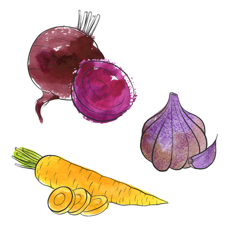 vector drawing vegetables with watercolor paint stains, isolated carrot beet and garlic, hand drawn illustrationのイラスト素材