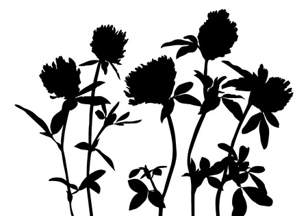 vector silhouettes of wild flowers, floral composition with clover plants, hand drawn botanical illustrationのイラスト素材