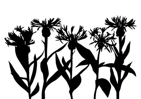 vector silhouettes of cornflowers, floral composition, hand drawn botanical illustrationのイラスト素材