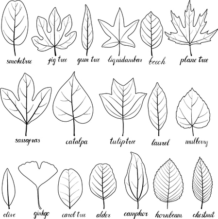vector leaves of different trees isolated at white background, hand drawn illustrationのイラスト素材