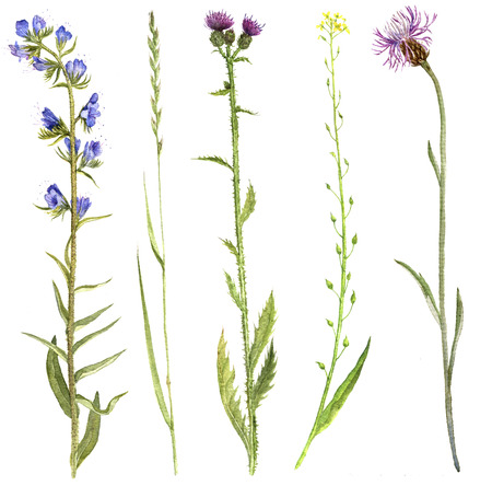 Set of watercolor flowers and plantsの写真素材