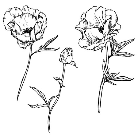 vector set of drawing flowers of peonies, floral elements, hand drawn botanical illustrationのイラスト素材