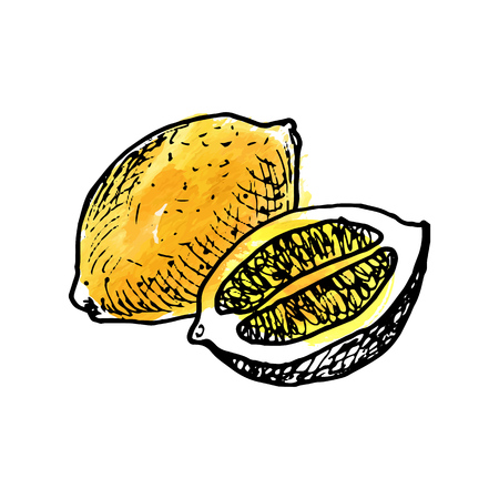 vector ink drawing lemon with watercolor paint stains, hand drawn illustration, vintage fruitsのイラスト素材