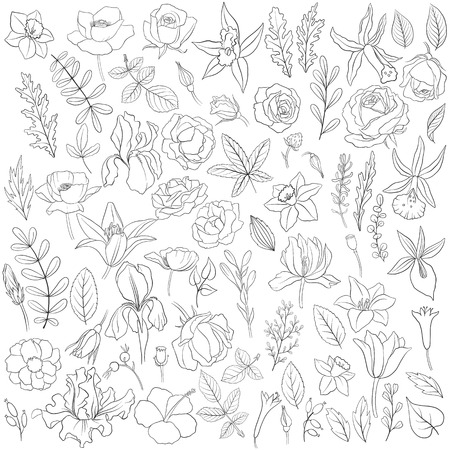 flowers and leaves, vector floral set of isolated elements , hand drawn design elementsのイラスト素材