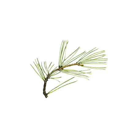 pine branch with cone and green needles