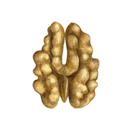 watercolor drawing walnutの写真素材