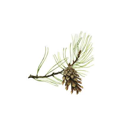 pine branch with cone and green needles