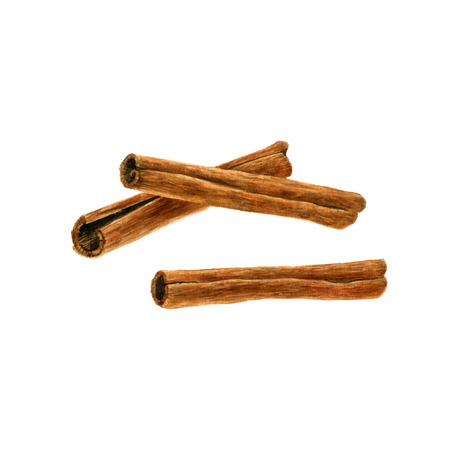 cinnamon sticks drawing in watercolorの写真素材