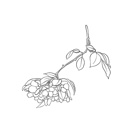 branch of blooming apple treeのイラスト素材