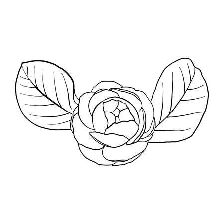 vector drawing flowerの写真素材