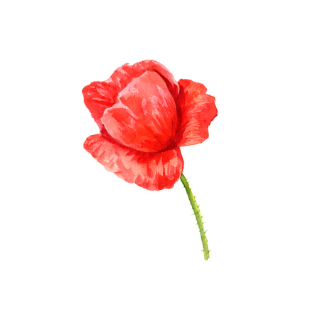 watercolor drawing red poppy flowerの写真素材
