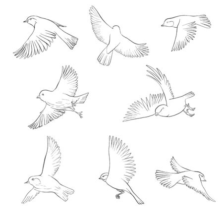 vector flying birdのイラスト素材
