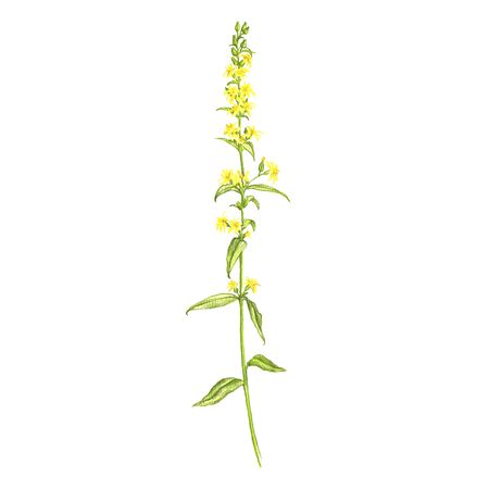 goldenrod flower, drawing by colored pencils, Solidago virgaurea, hand drawn illustrationの写真素材