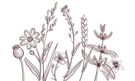 Background with drawing herbs and flowersのイラスト素材