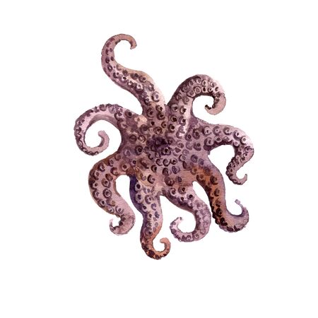 watercolor drawing octopusの写真素材