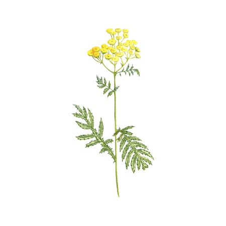 tansy flower, drawing by colored pencilsの写真素材