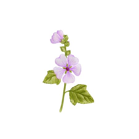 Marsh-mallow, drawing by colored pencils, Althaea officinalis, hand drawn illustrationの写真素材