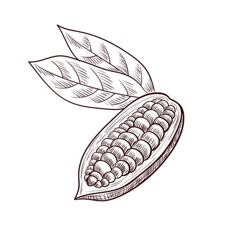vector drawing cocoa fruit, hand drawn illustrationのイラスト素材