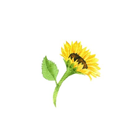 watercolor drawing sunflower flower ,hand drawn illustrationの写真素材