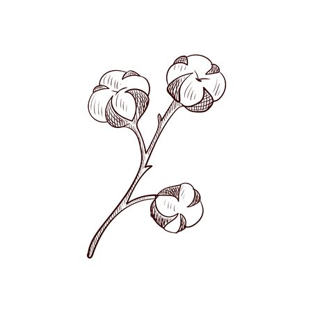 vector drawing cotton branch, hand drawn illustrationのイラスト素材